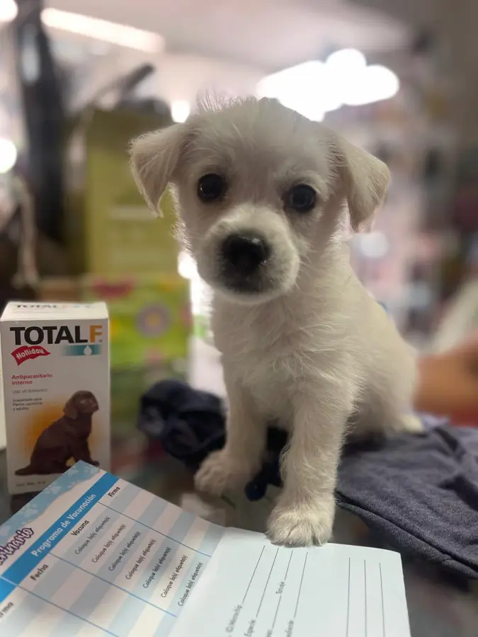 Mascota cliente de Caribe Pets