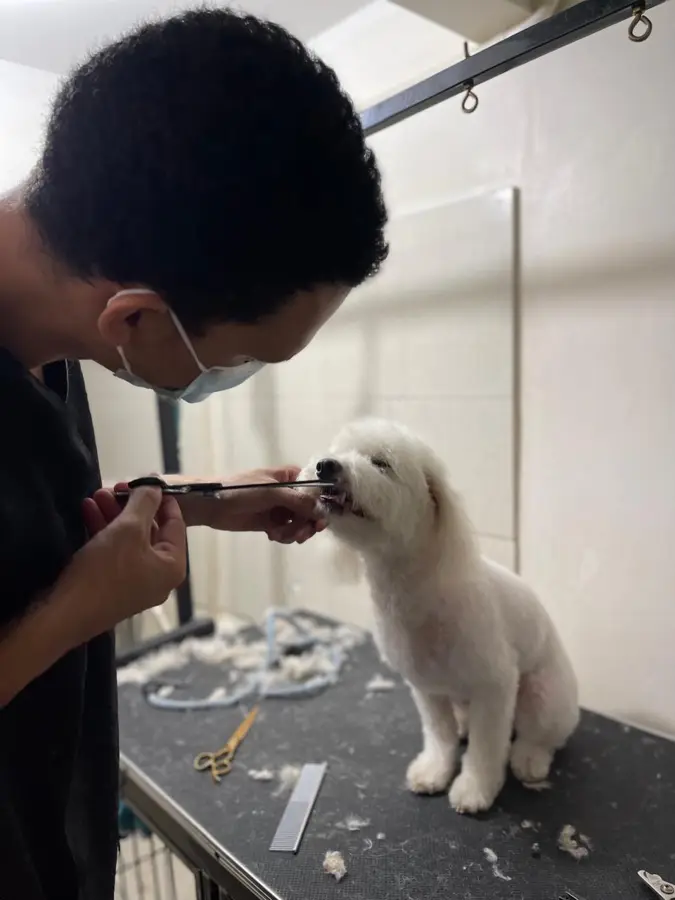 Mascota cliente de Caribe Pets