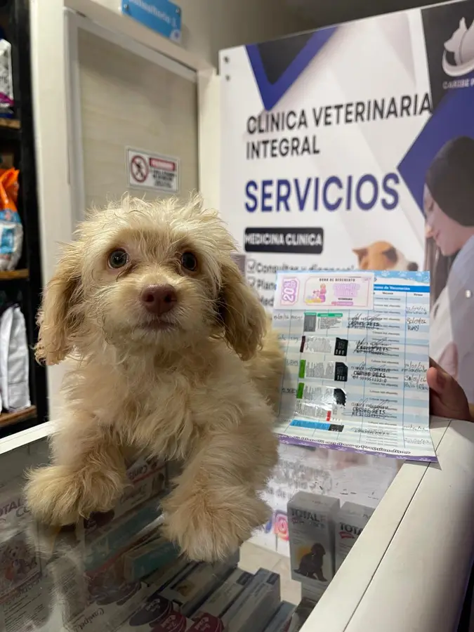 Mascota cliente de Caribe Pets