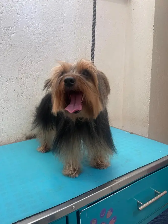 Mascota cliente de Caribe Pets