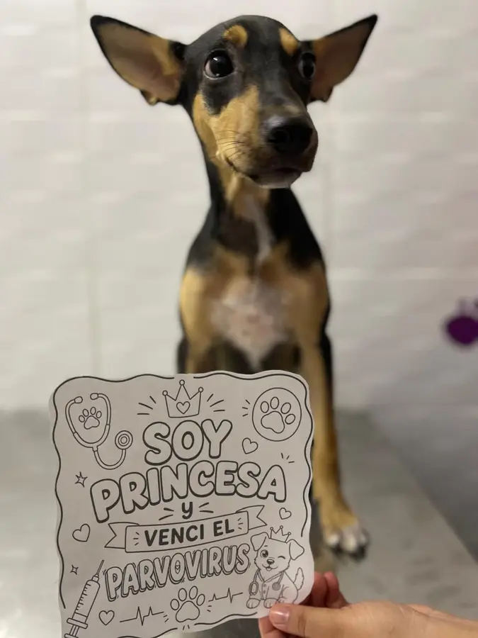 Mascota cliente de Caribe Pets