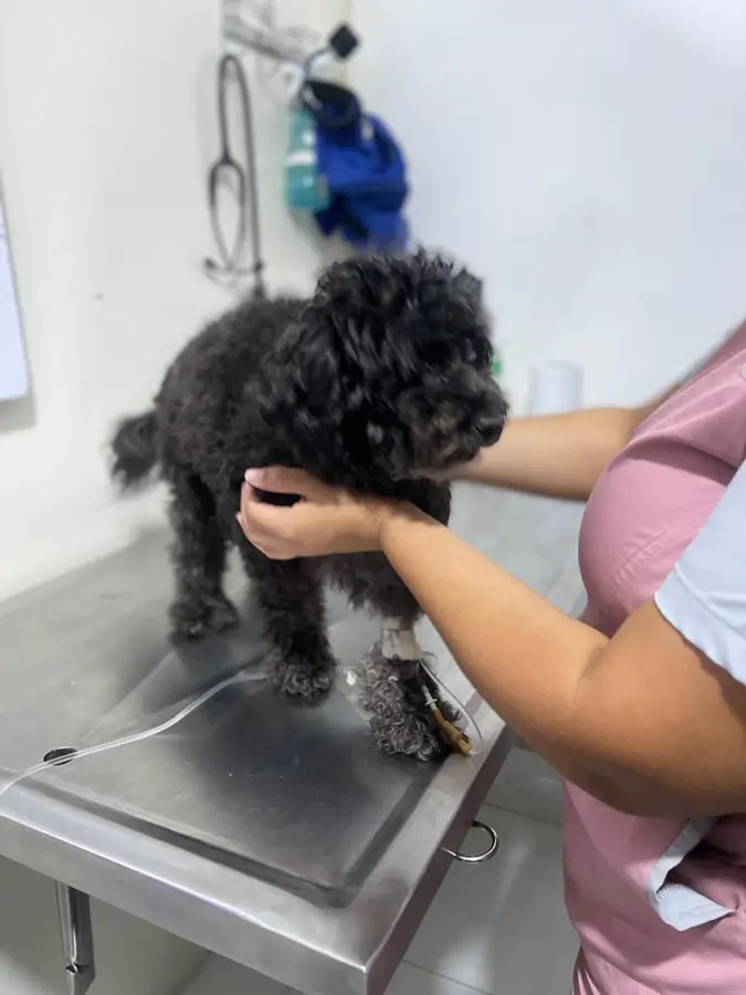 Mascota cliente de Caribe Pets