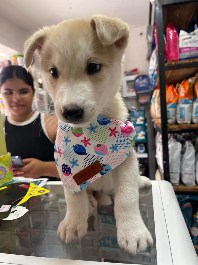 Mascota cliente de Caribe Pets
