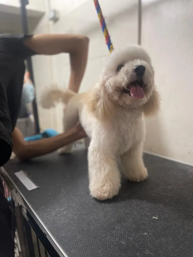 Mascota cliente de Caribe Pets