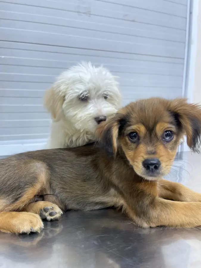 Mascota cliente de Caribe Pets